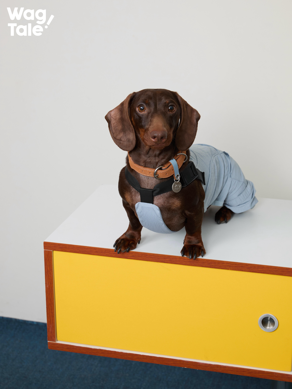Front view of a dachshund in a light blue dog overall, highlighting four-leg jumpsuit structure, soft fabric texture, and comfortable chest fit.