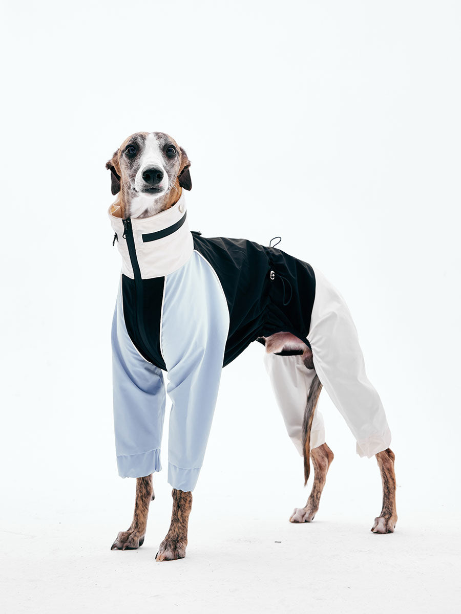 Dog wearing a four-leg waterproof raincoat, shown in a full-body front view with complete leg coverage