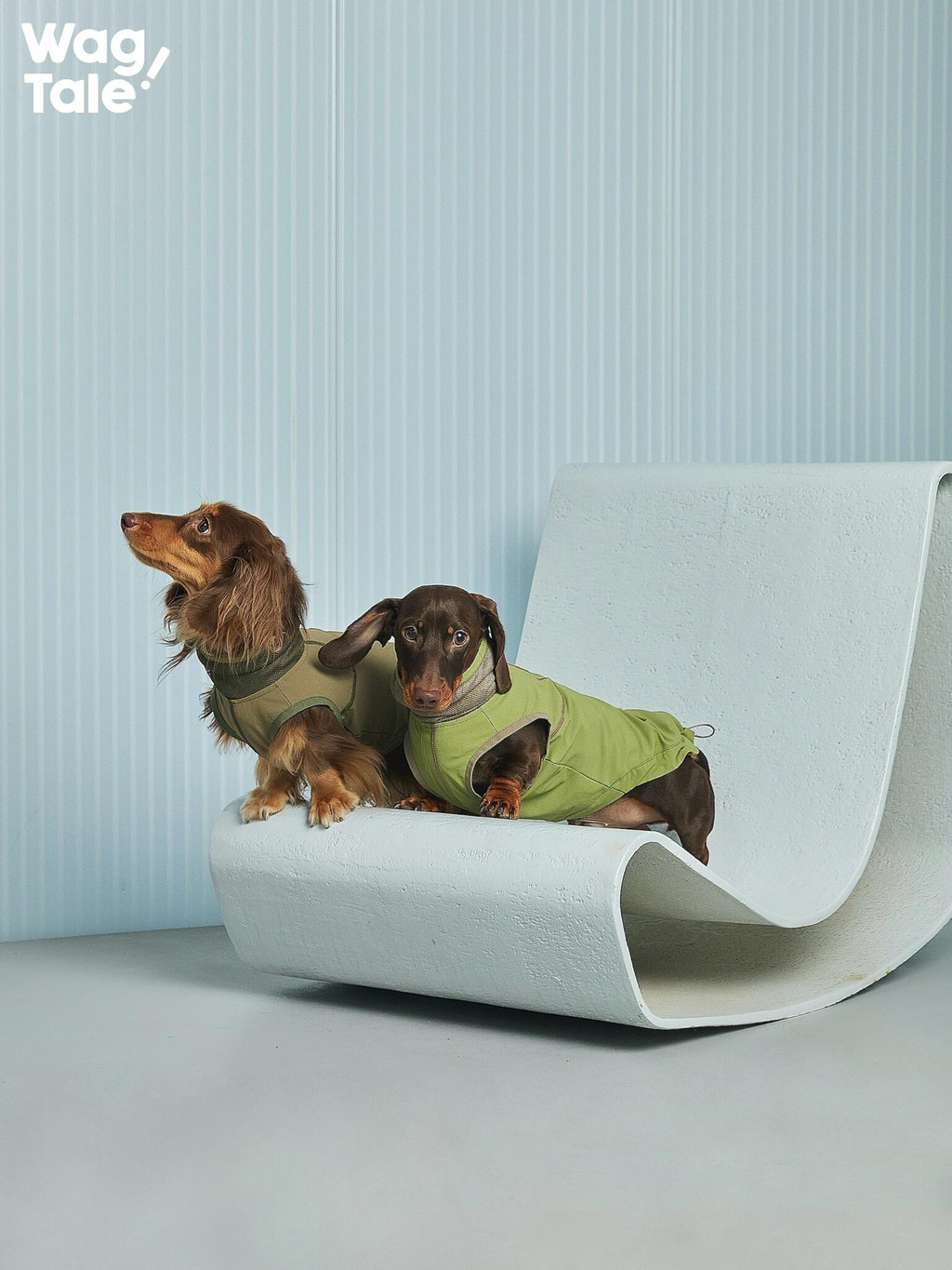 Two dachshunds lounging on a sculptural chair in four-way stretch dog vests, showing a lightweight performance fit designed for easy movement.