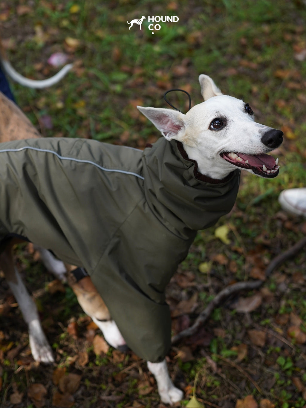 Top-down view of a dog wearing a full-body snowsuit outdoors, emphasizing complete coverage and secure fit.