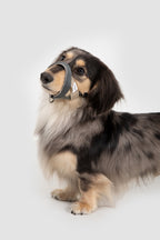  Portrait of a dachshund wearing a gentle dog head collar with adjustable nose loop, showing a comfortable everyday fit.
