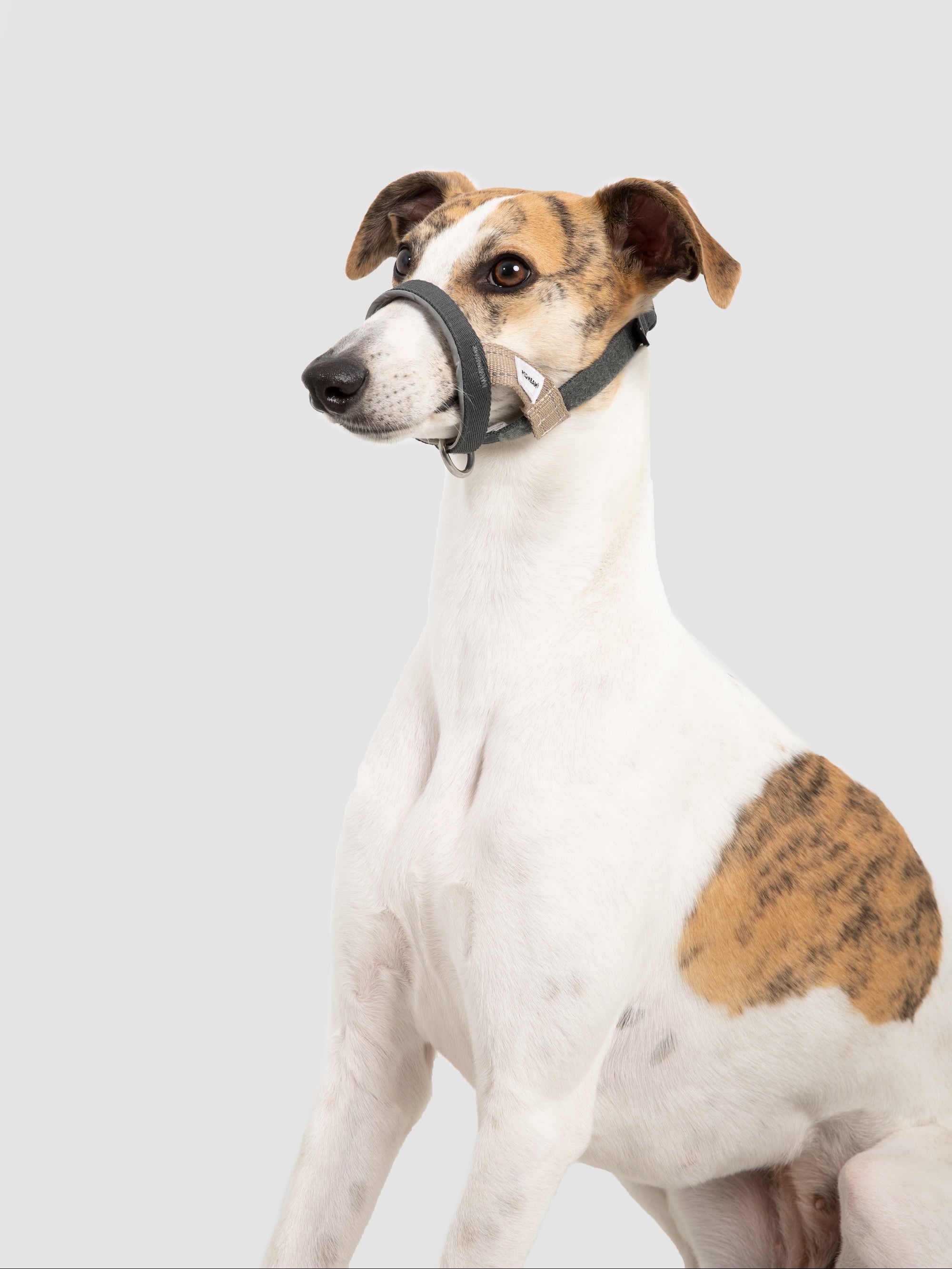  Greyhound wearing a gentle no-pull dog head collar with adjustable nose loop in a clean studio side profile shot.