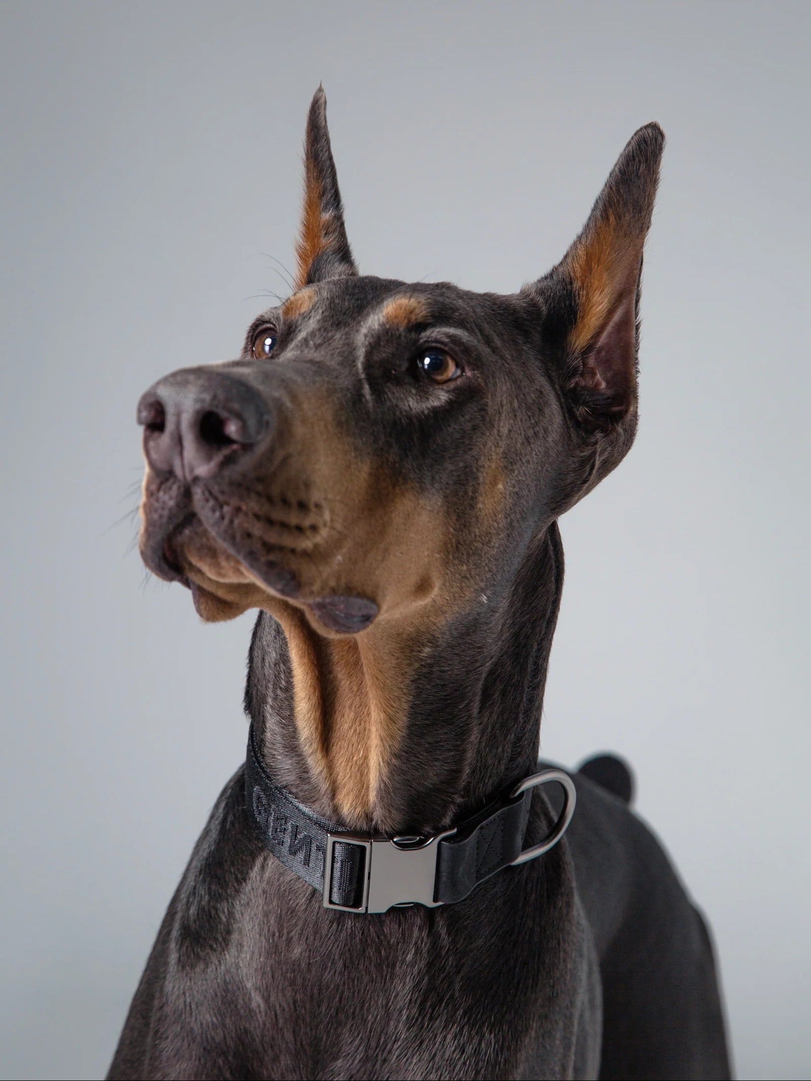 Doberman Pinscher wearing a collar against a plain background