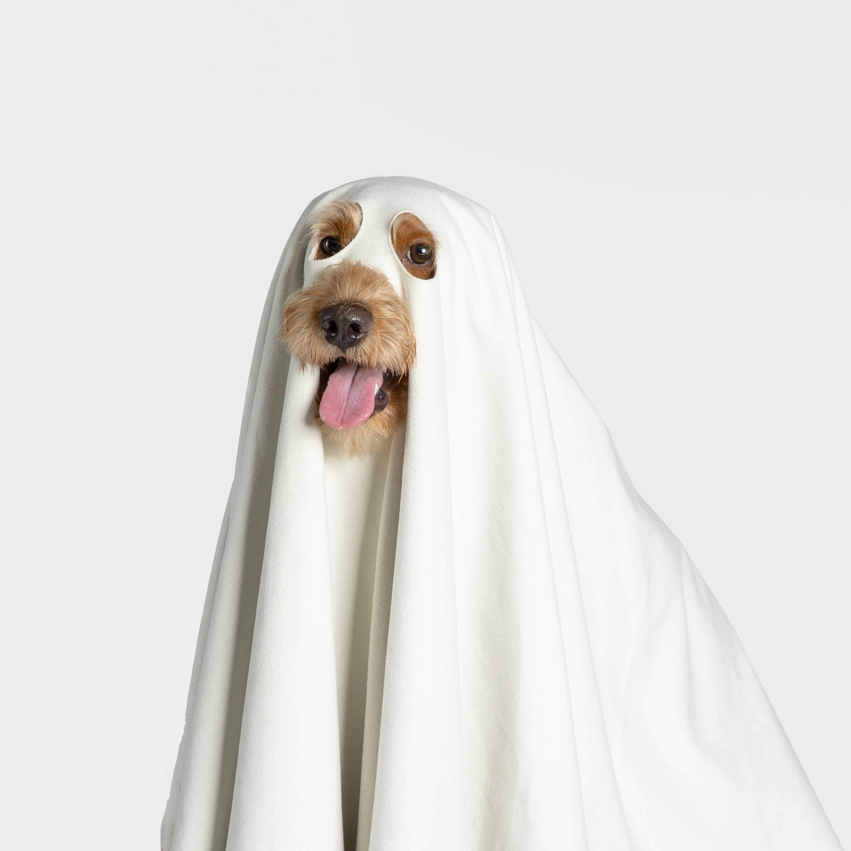 Close-up of dog wearing a ghost-style towel highlighting eye and mouth cut-out placement and soft microfiber texture