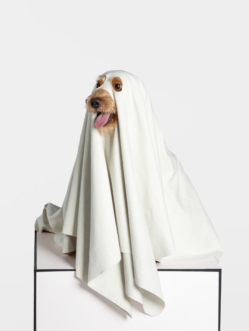 Dog sitting on a platform wrapped in a ghost-style microfiber towel with soft drape and cut-out face design