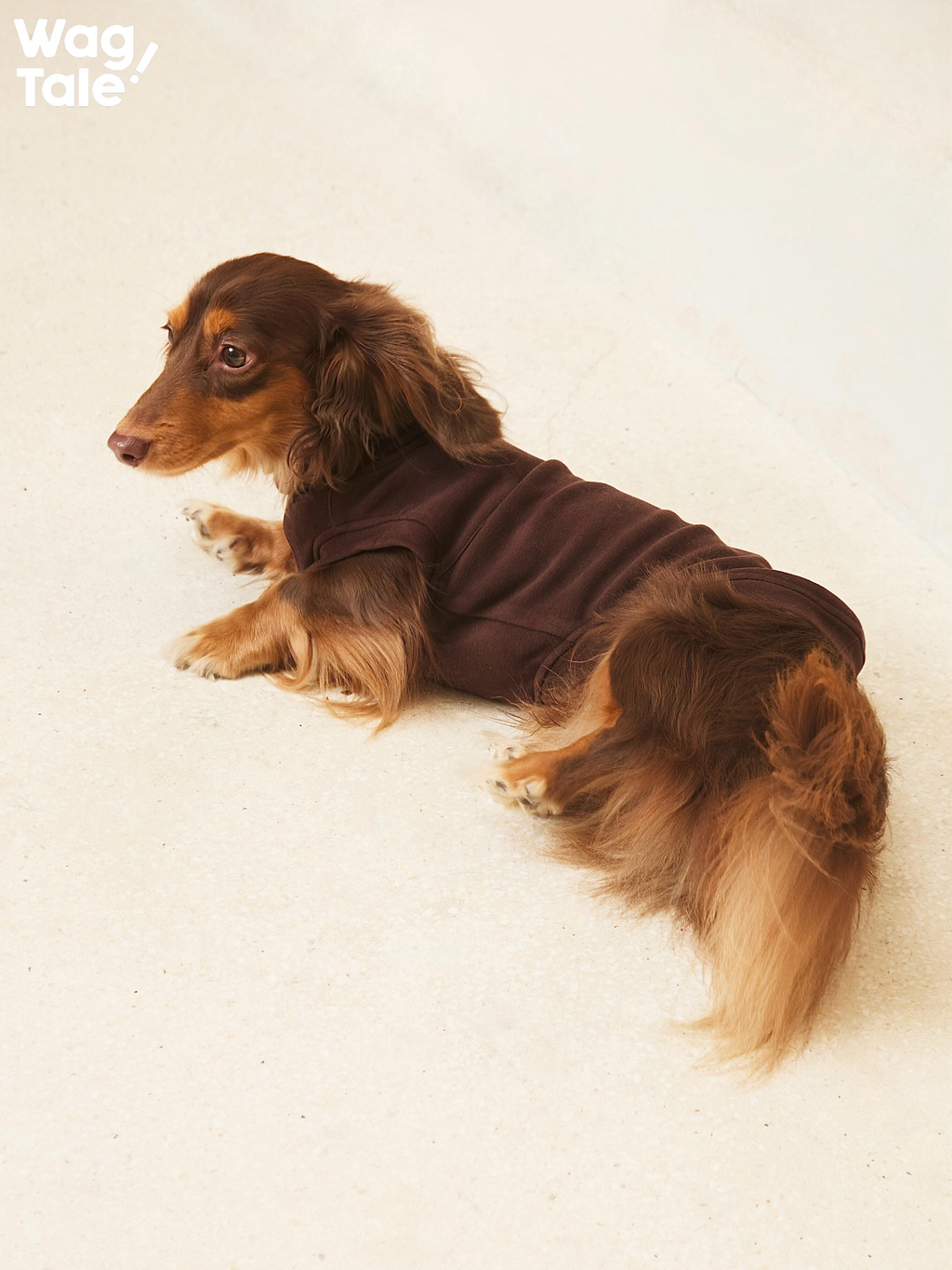 Dachshund lying down wearing a brown ginger fiber dog jumper, highlighting the soft fabric, stretch comfort, and relaxed everyday wear.