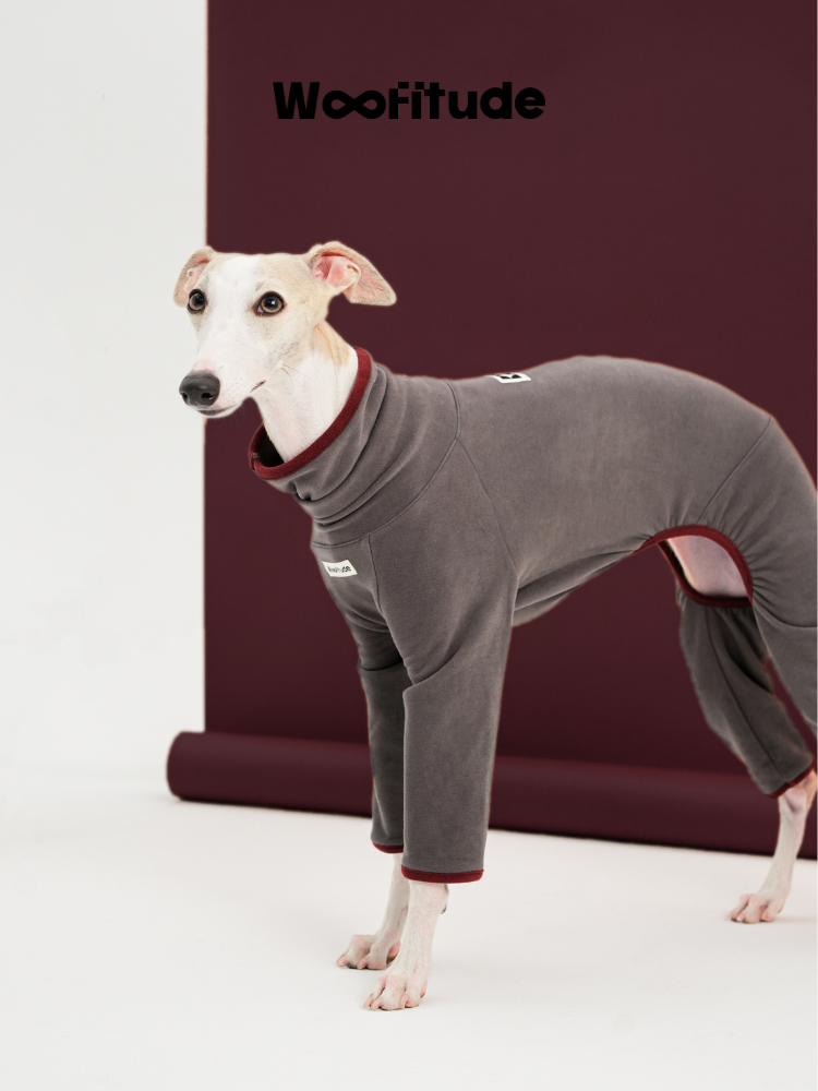 Italian Greyhound standing in a grey full-body dog suit, showing four-leg coverage and slim silhouette against a burgundy studio backdrop