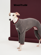 Italian Greyhound standing in a grey full-body dog suit, showing four-leg coverage and slim silhouette against a burgundy studio backdrop