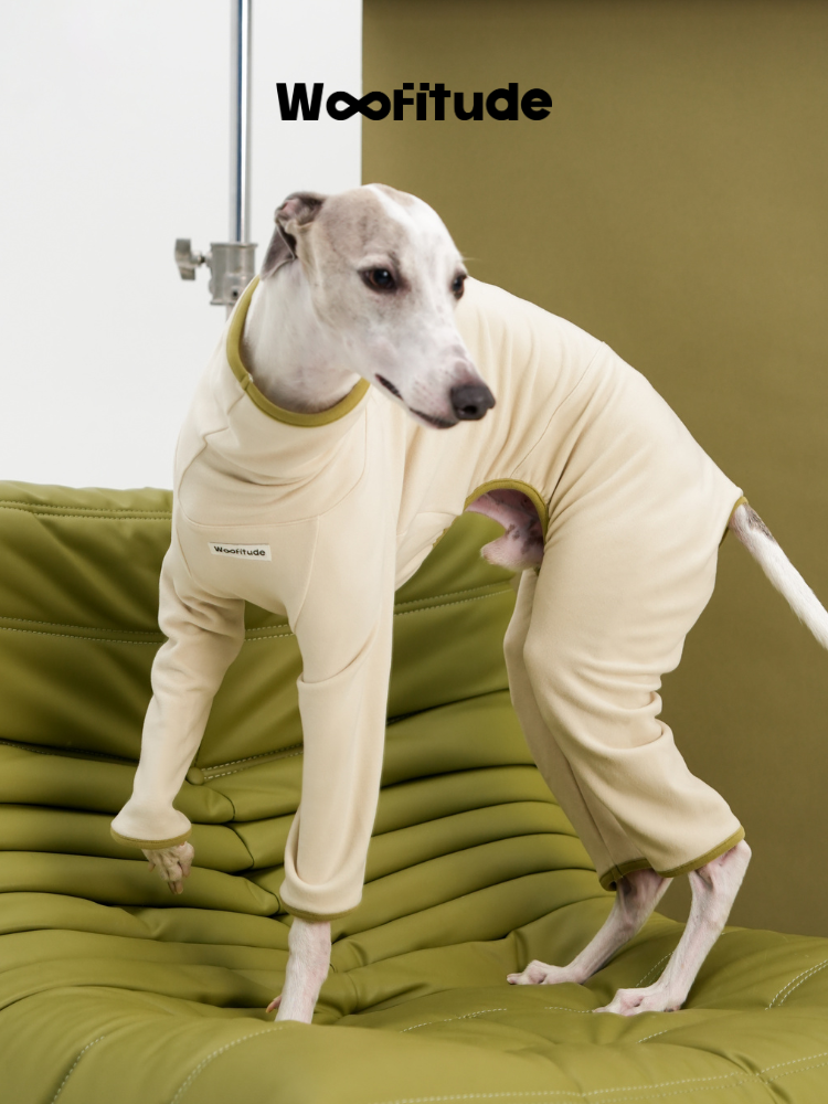 Cream fleece dog suit worn by a Whippet standing on a green sofa, showing the slim fit through the chest and hind legs.