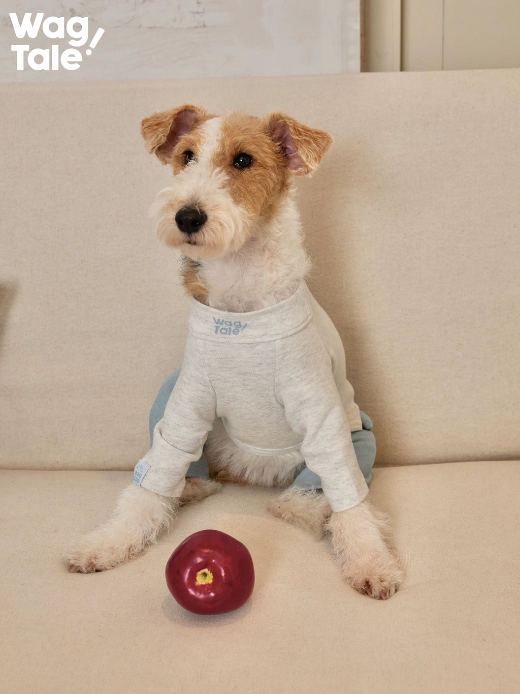 Front view of a dog sitting on a sofa wearing a graphic dog jumper, with an apple placed in front, showing printed detail and comfortable fit.