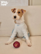 Front view of a dog sitting on a sofa wearing a graphic dog jumper, with an apple placed in front, showing printed detail and comfortable fit.