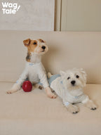 Two dogs wearing light grey graphic dog jumpers sit on a sofa with an apple prop, showing relaxed four-leg jumper fits and soft illustrated prints.