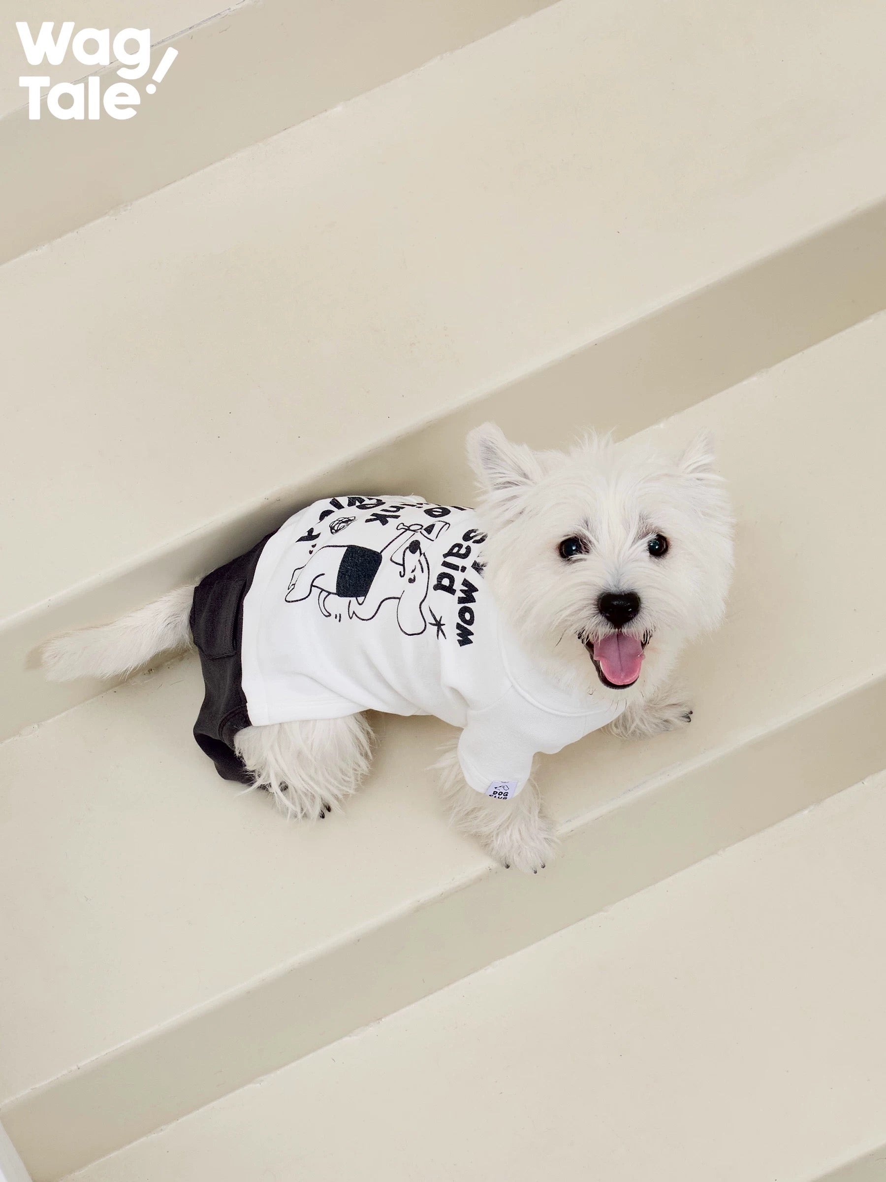 A white dog lying on steps wearing a graphic dog jumper, highlighting playful slogan print and comfortable everyday fit.