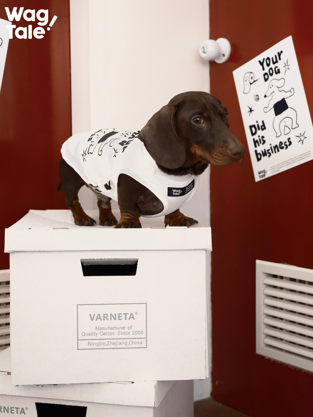A dachshund standing on a box wearing a graphic dog vest, showing sleeveless cut and lightweight construction for summer movement.