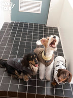 Top view of three dogs wearing graphic summer dog vests in different colors, showing relaxed fit and lightweight construction.