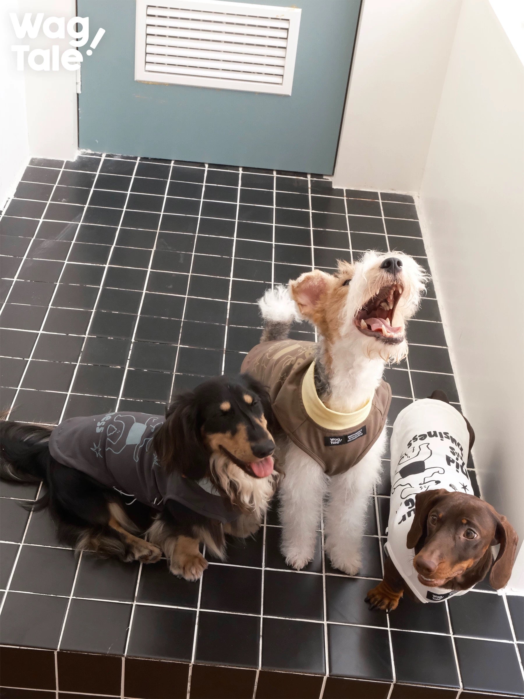 Top view of three dogs wearing graphic summer dog vests in different colors, showing relaxed fit and lightweight construction.