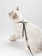 Cat wearing a gray escape proof cat harness with leash, side view on white background