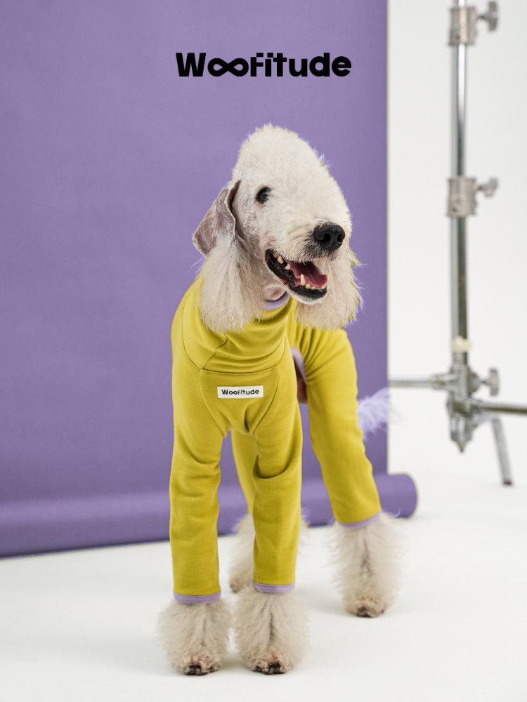 White poodle wearing a green full-body thermal dog suit, photographed front-facing with full leg coverage in a studio setting
