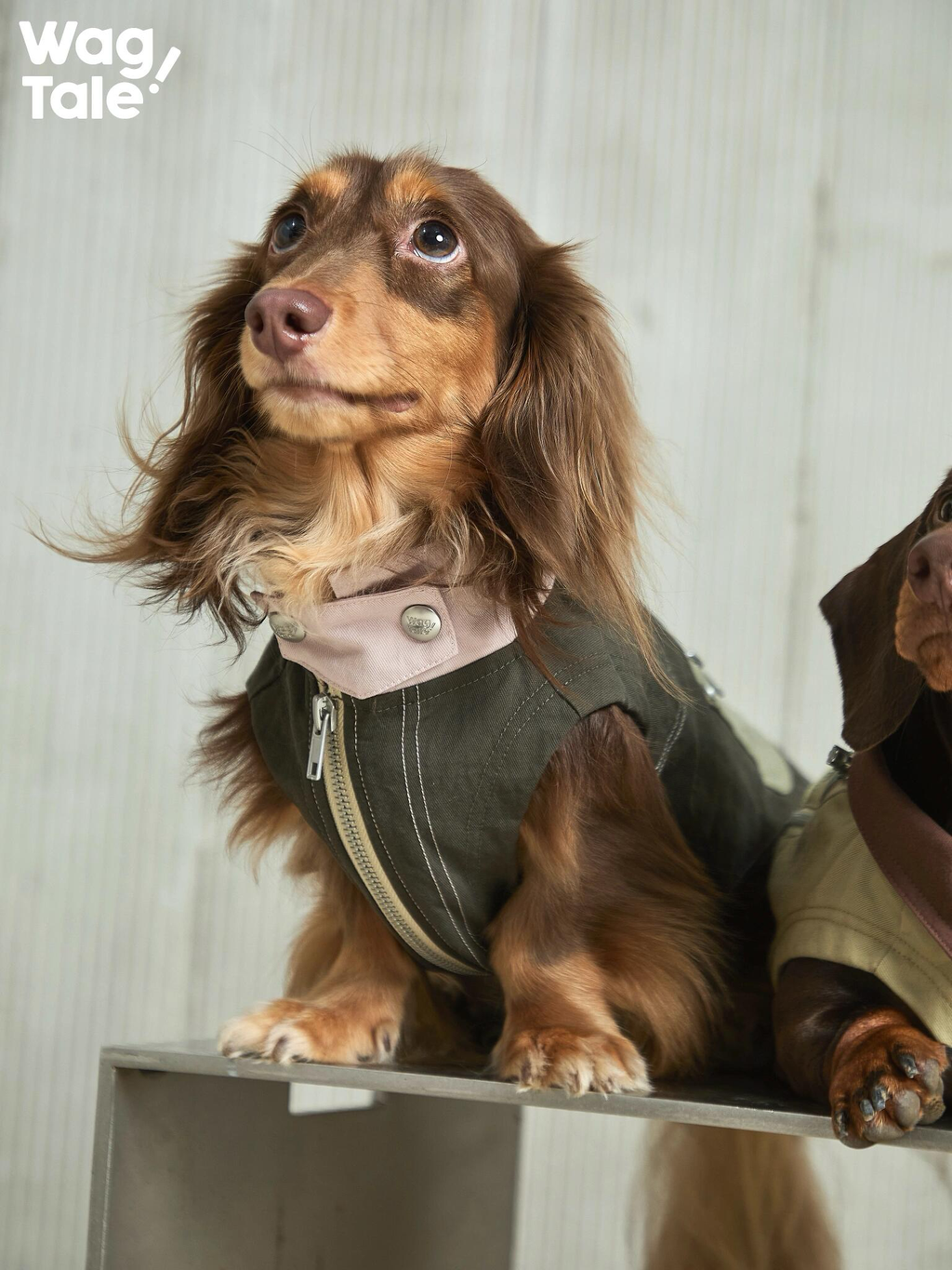 A dachshund wearing a green utility dog vest shown from the front, looking upward to highlight the fully buttoned collar and structured workwear-inspired design.