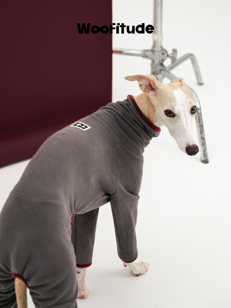 Back view of a Whippet in a grey full-body dog suit, turning its head to show the smooth back panel and seam lines.