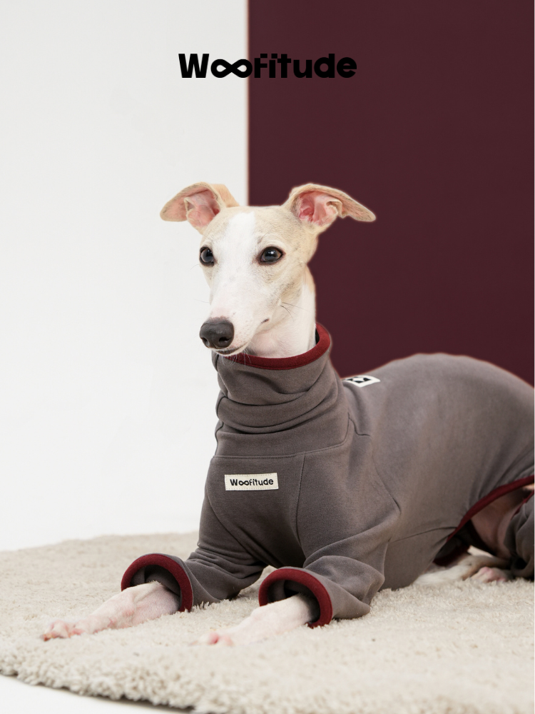 Whippet lying on a soft rug wearing a grey dog suit, showing comfort and warmth during rest.