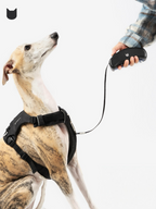 Greyhound sitting while connected to a retractable dog leash held by a person