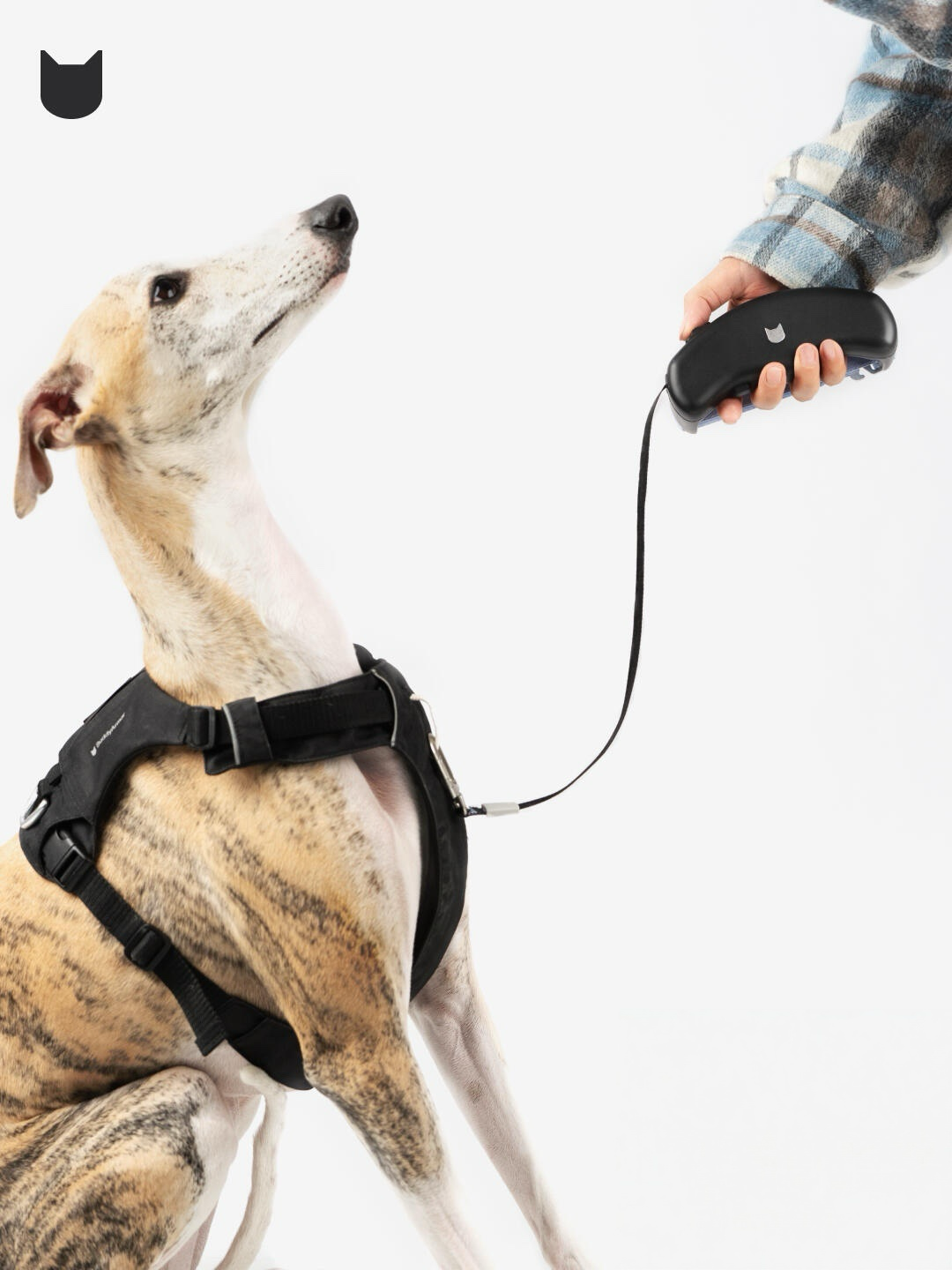 Greyhound sitting while connected to a retractable dog leash held by a person