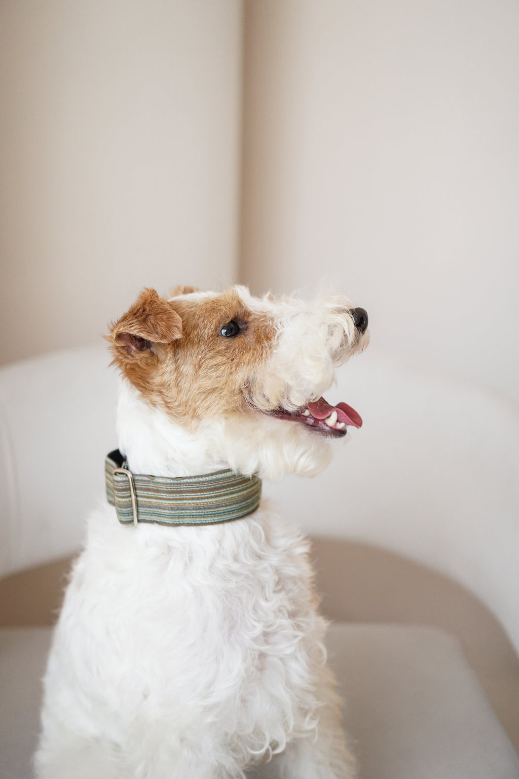 Terrier in side profile wearing a green striped handmade martingale dog collar; breathable fabric and adjustable hardware suit daily wear and active movement