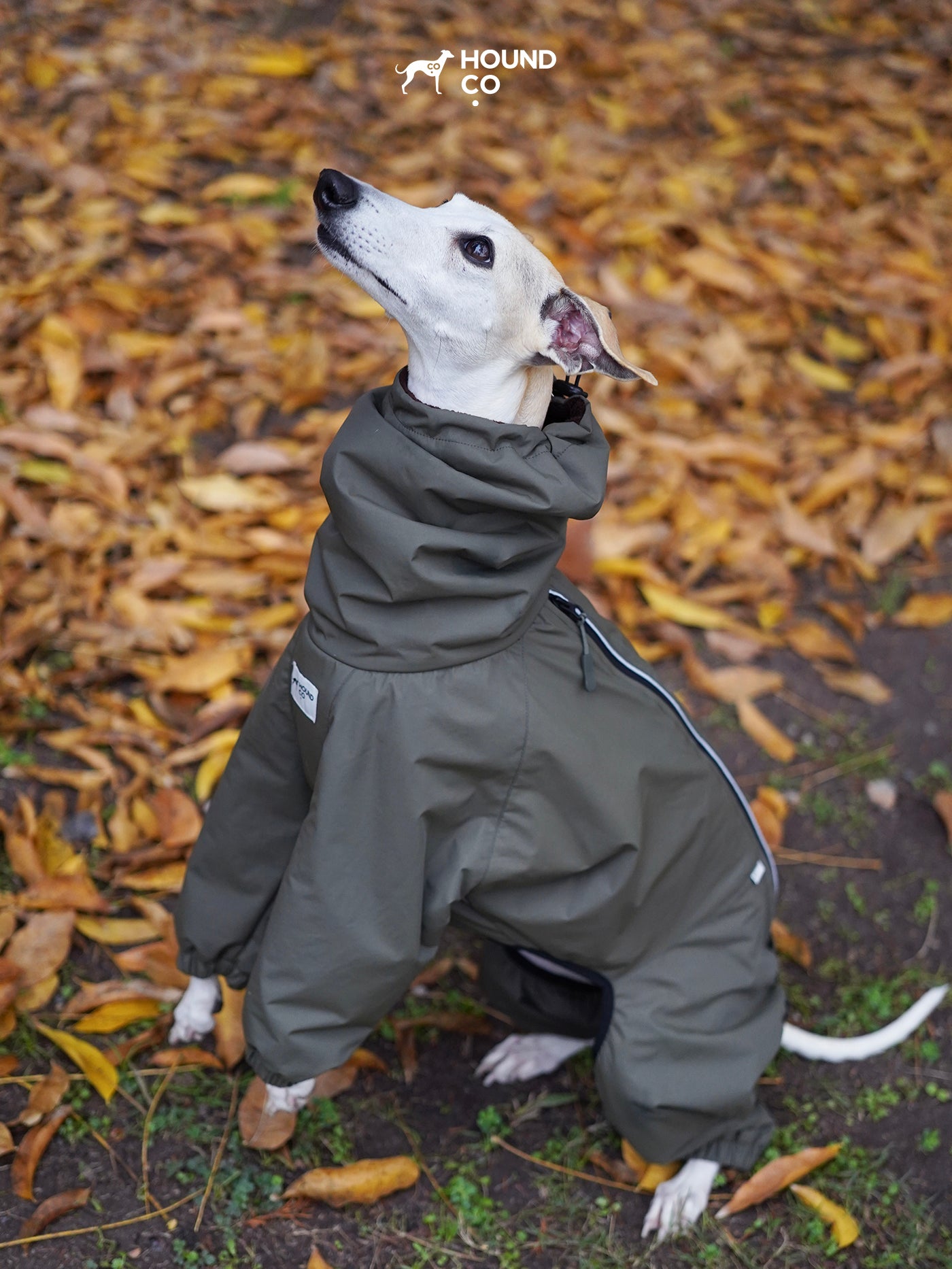 Dog sitting outdoors in a high-collar snowsuit, showing neck protection and full-body warmth coverage.