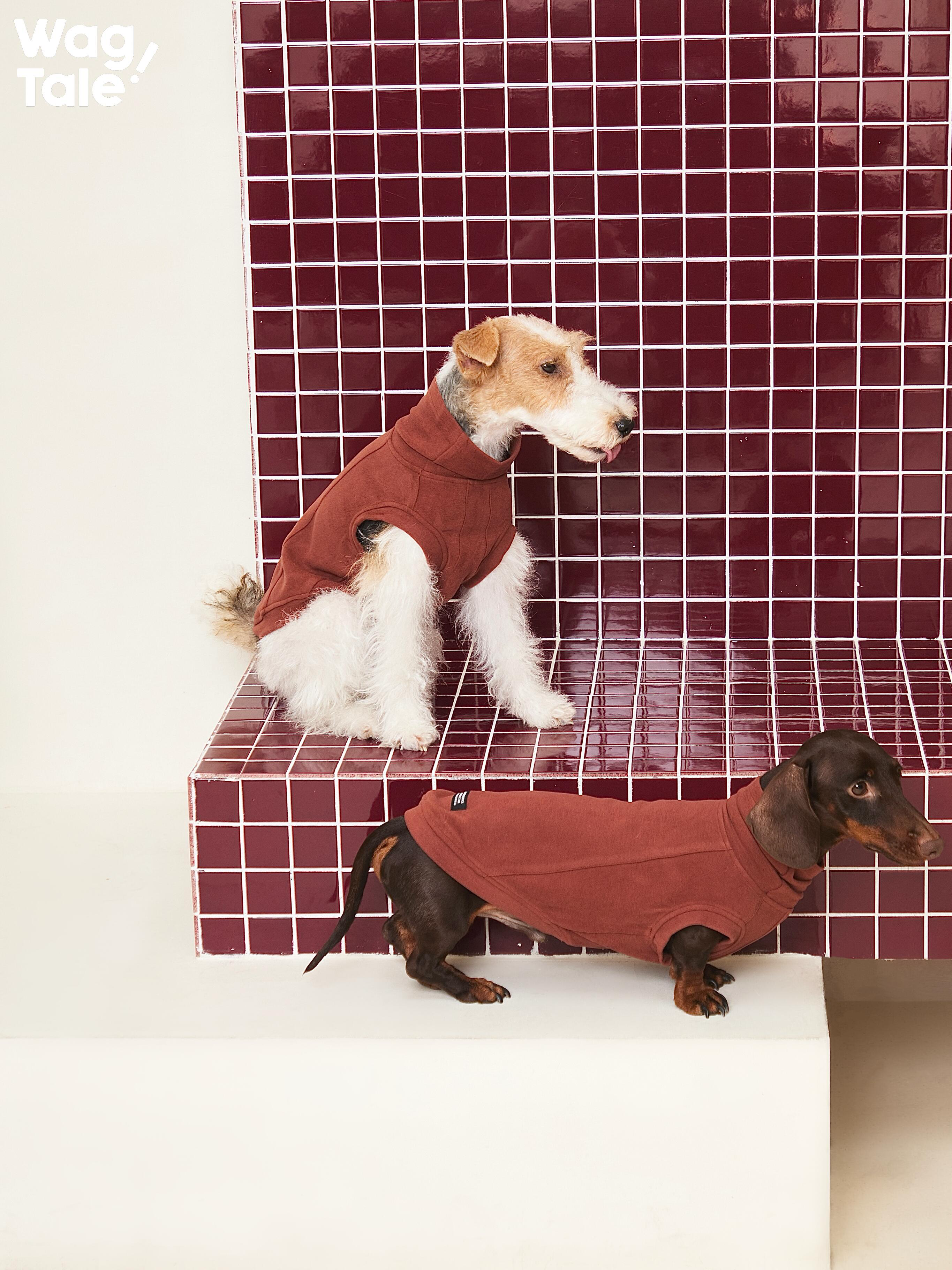 Two small dogs wearing brick red high-neck dog jumpers, displayed at different heights to show full-body coverage and balanced proportions.
