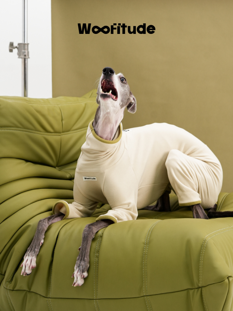 Italian Greyhound in a cream dog suit with a high neck design, photographed looking upward on a soft green sofa
