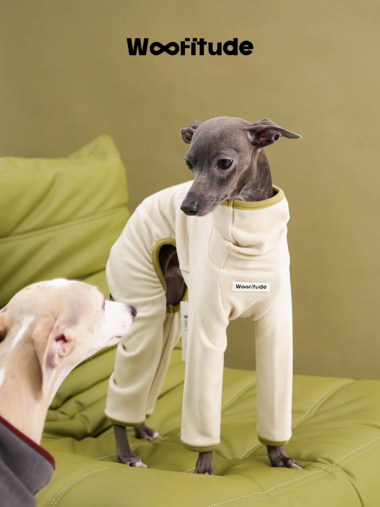 Two Italian Greyhounds interacting while wearing full-body dog suits in light blue and cream colors