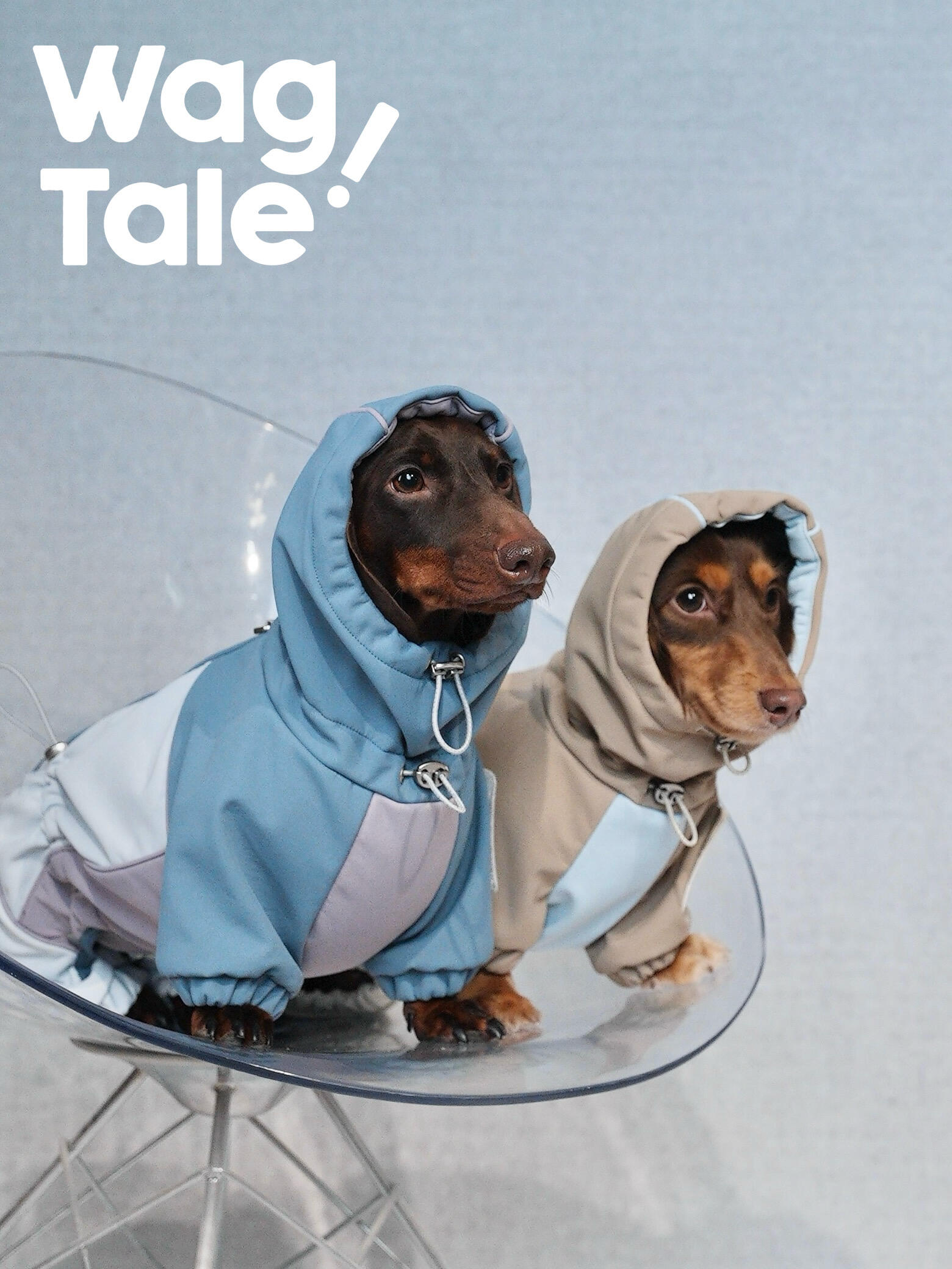 Two dachshunds sitting on a clear chair wearing hooded four-leg dog jackets in blue and beige, showing a windproof, water-resistant outer layer with adjustable drawstrings.