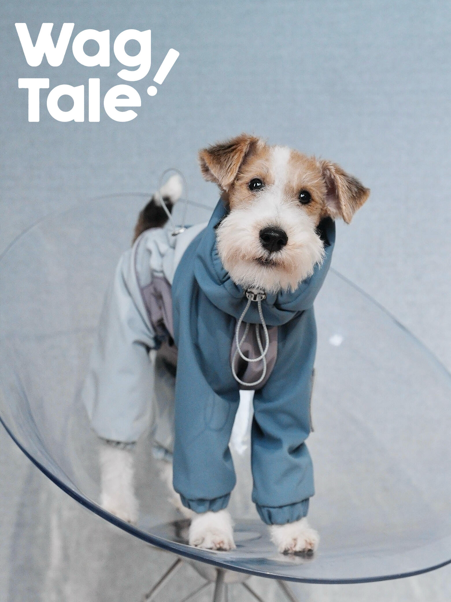 Front view of a terrier wearing a hooded waterproof dog jacket with four-leg coverage, showing the cinchable hood and front drawcord for a secure fit in cold weather.