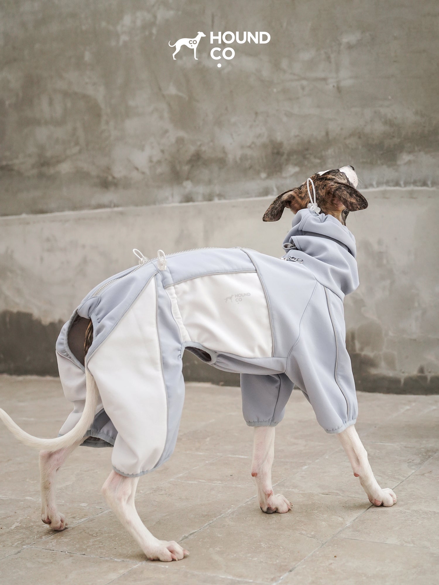 Side view of a sighthound wearing an all-weather dog onesie, showing full-leg coverage and streamlined body fit