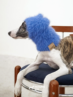 Cobalt blue fuzzy snood from Hound Co., worn by a whippet resting on a chair, combining bold color with cold-weather functionality for sighthounds.