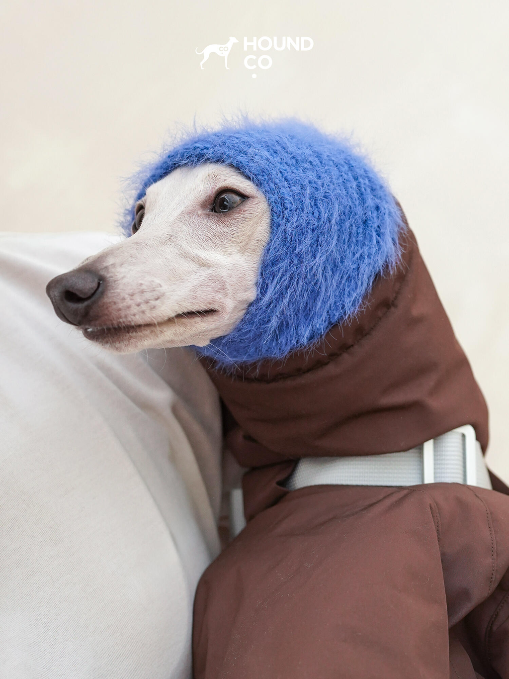 Cobalt blue fuzzy snood paired with a brown winter coat by Hound Co., worn by an Italian greyhound relaxing on a couch, designed for warmth and style.