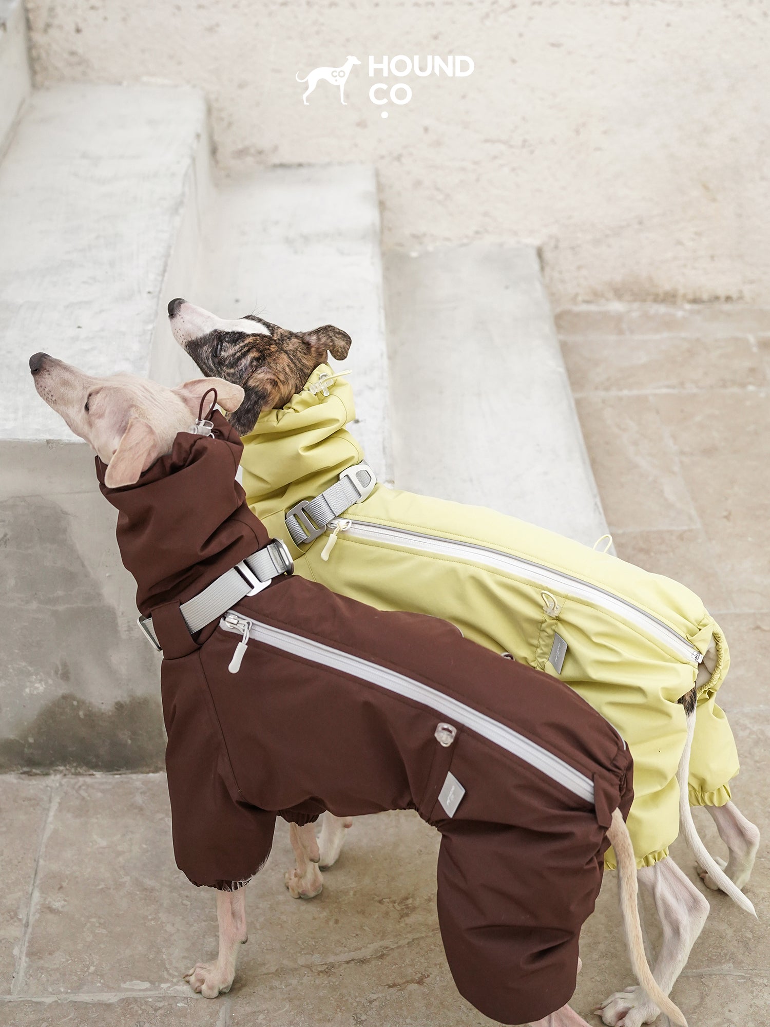 Two sighthounds wearing insulated dog suits, highlighting the back zipper design and full-body coverage