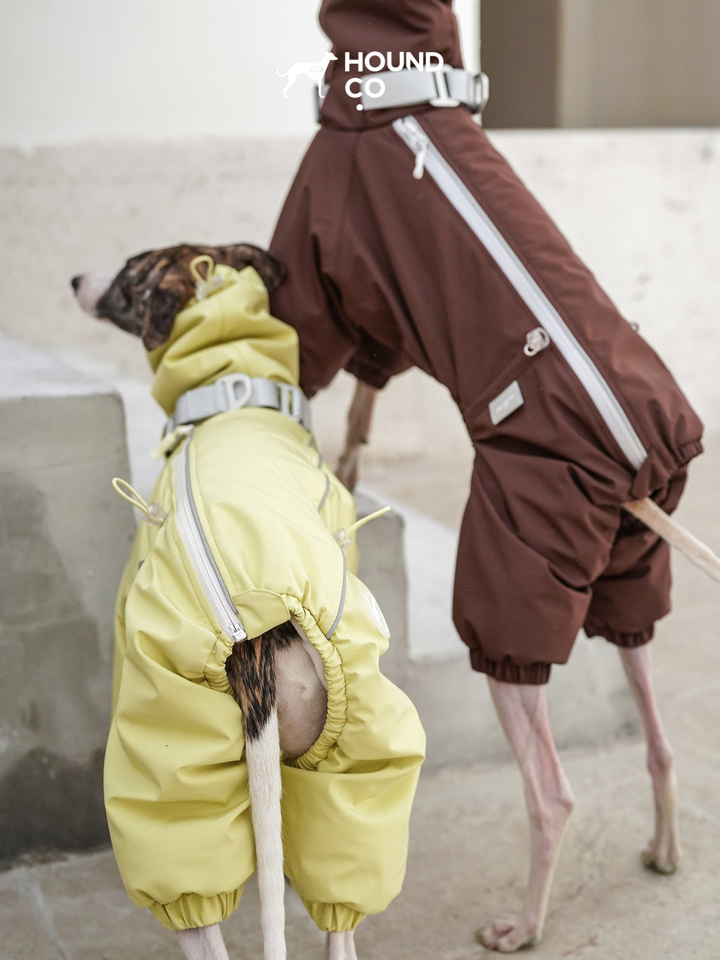 Rear view of a sighthound wearing a full-body dog suit showing elasticated leg openings and tail opening