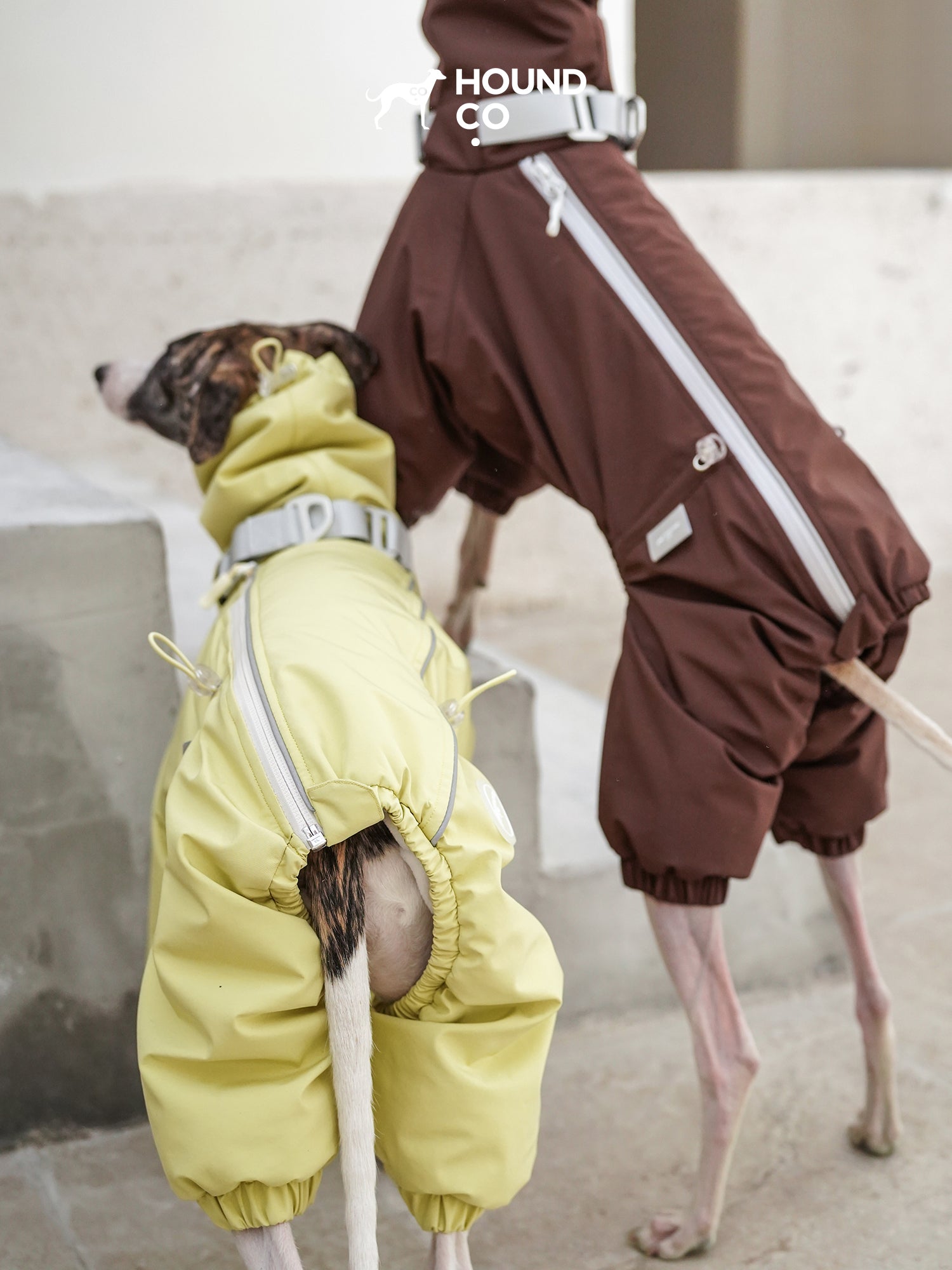 Rear view of a sighthound wearing a full-body dog suit showing elasticated leg openings and tail opening