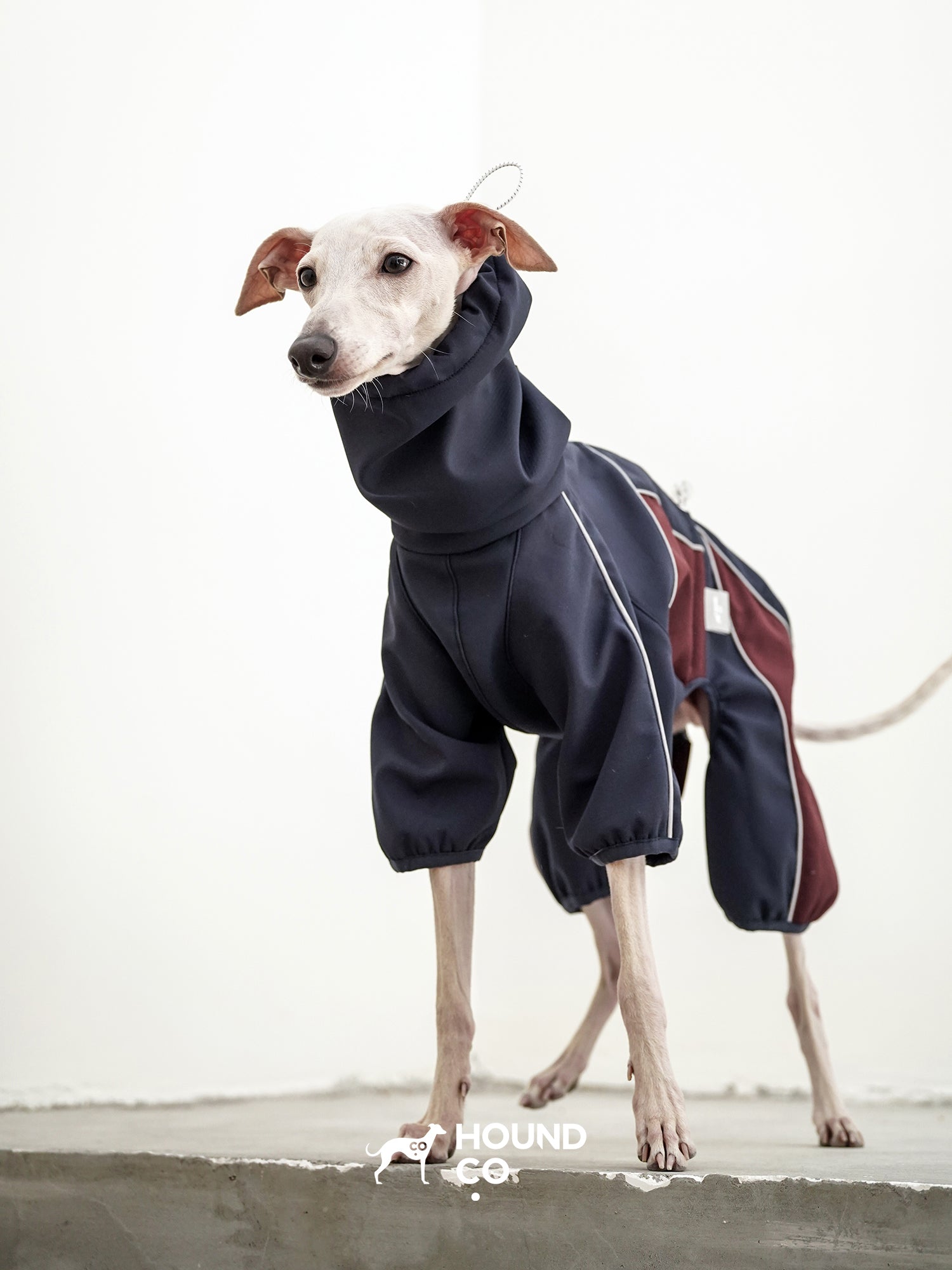 Sighthound standing while wearing a dark-colored performance dog onesie designed for active movement

