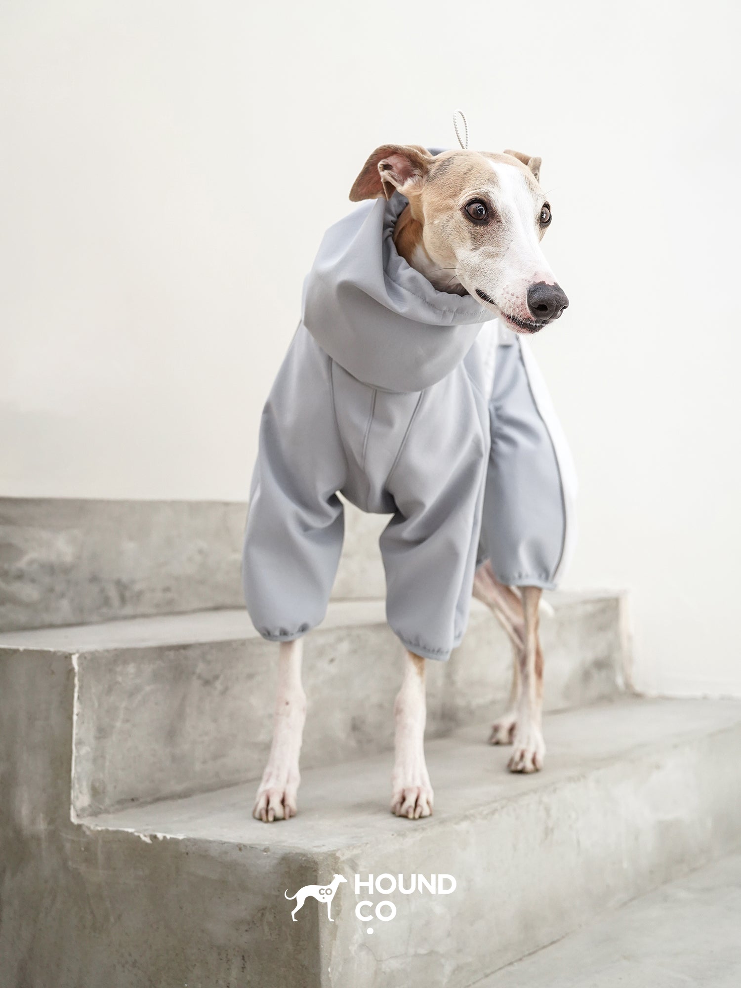 Sighthound standing on concrete steps indoors while wearing a lightweight performance dog onesie with a relaxed fit