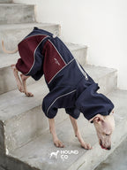 Sighthound stepping down concrete stairs in a performance dog onesie, showing freedom of movement during activity