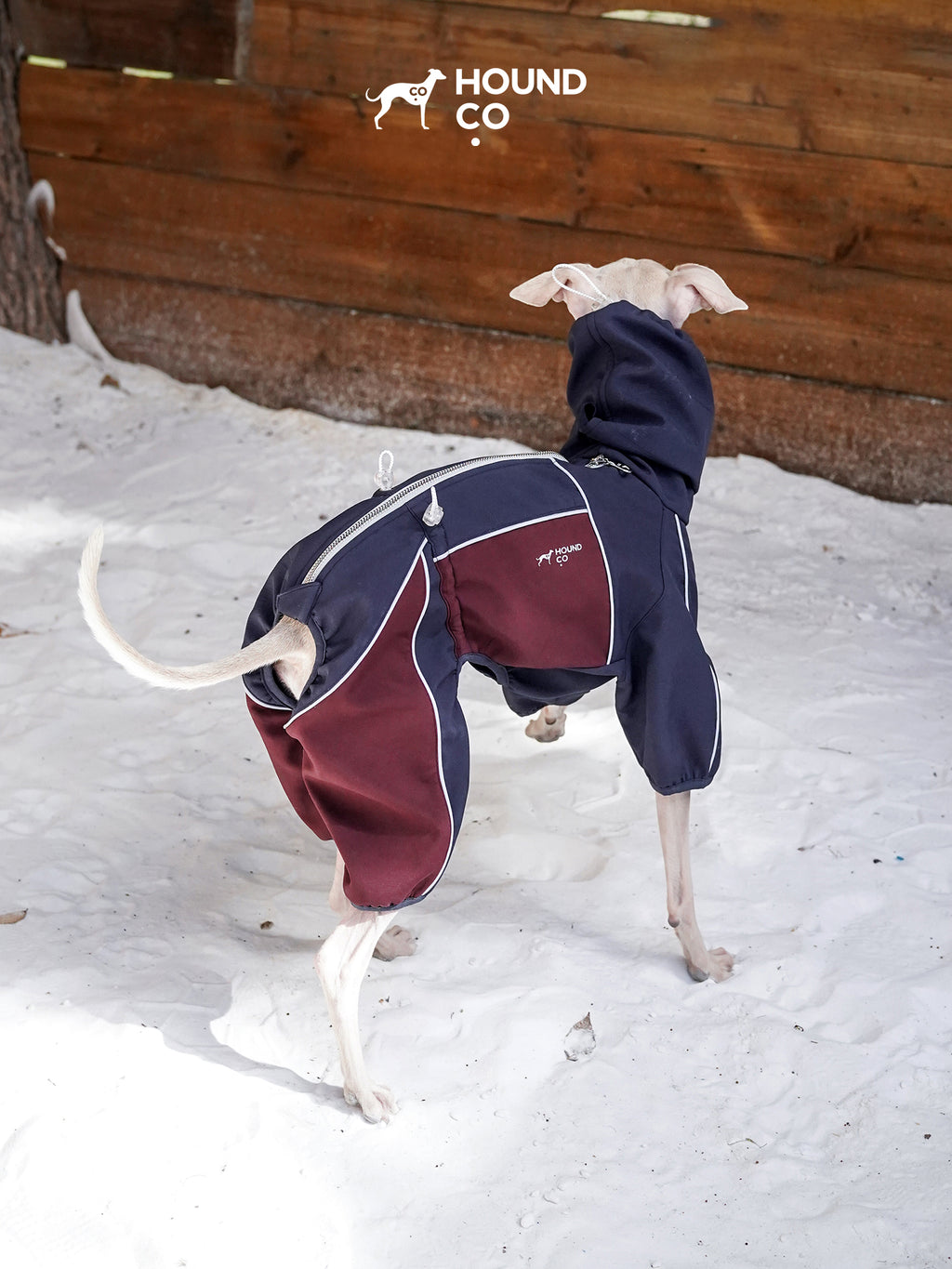 Rear view of a sighthound walking on snow in a performance dog onesie, highlighting the back zipper and panel construction