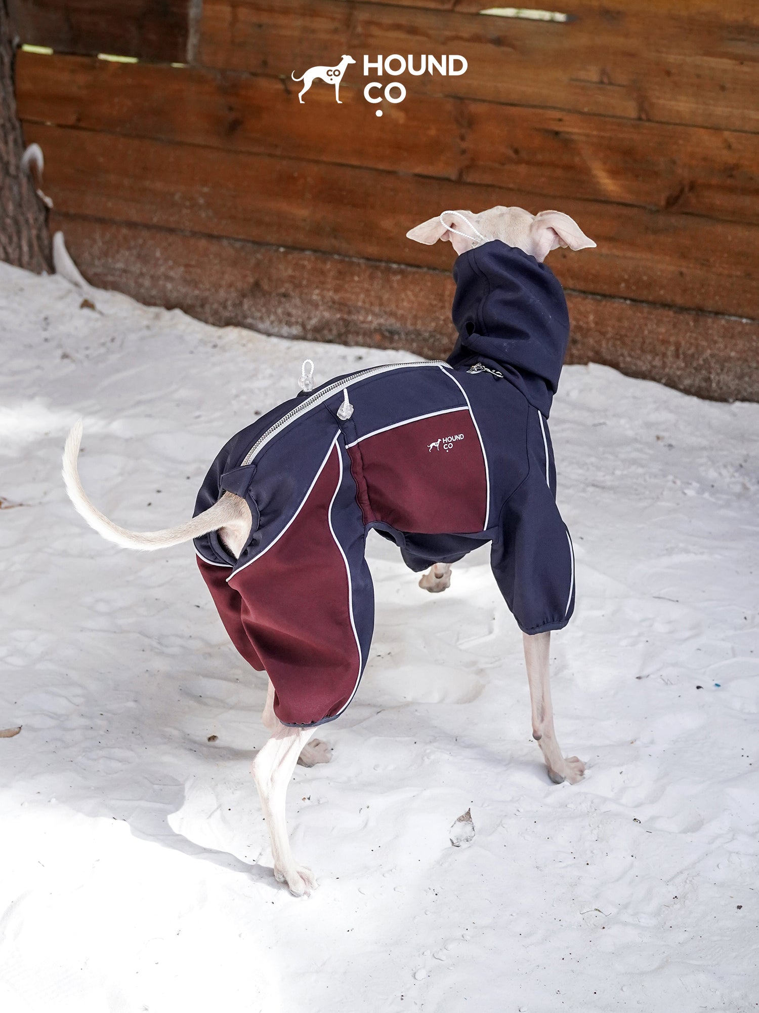 Rear view of a sighthound walking on snow in a performance dog onesie, highlighting the back zipper and panel construction
