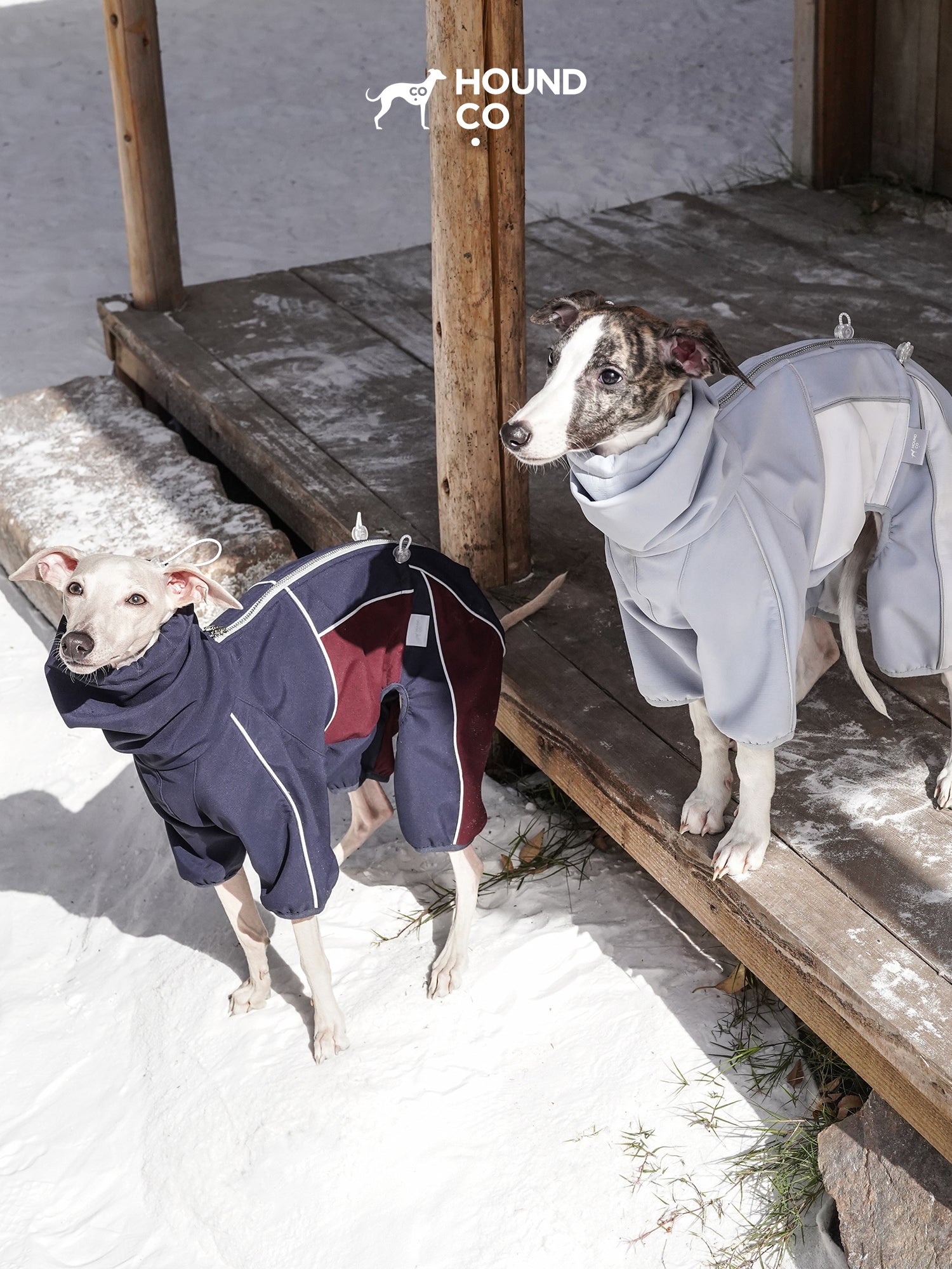 Two sighthounds wearing performance dog onesies standing outdoors near a wooden cabin, showing weather protection in a snowy setting