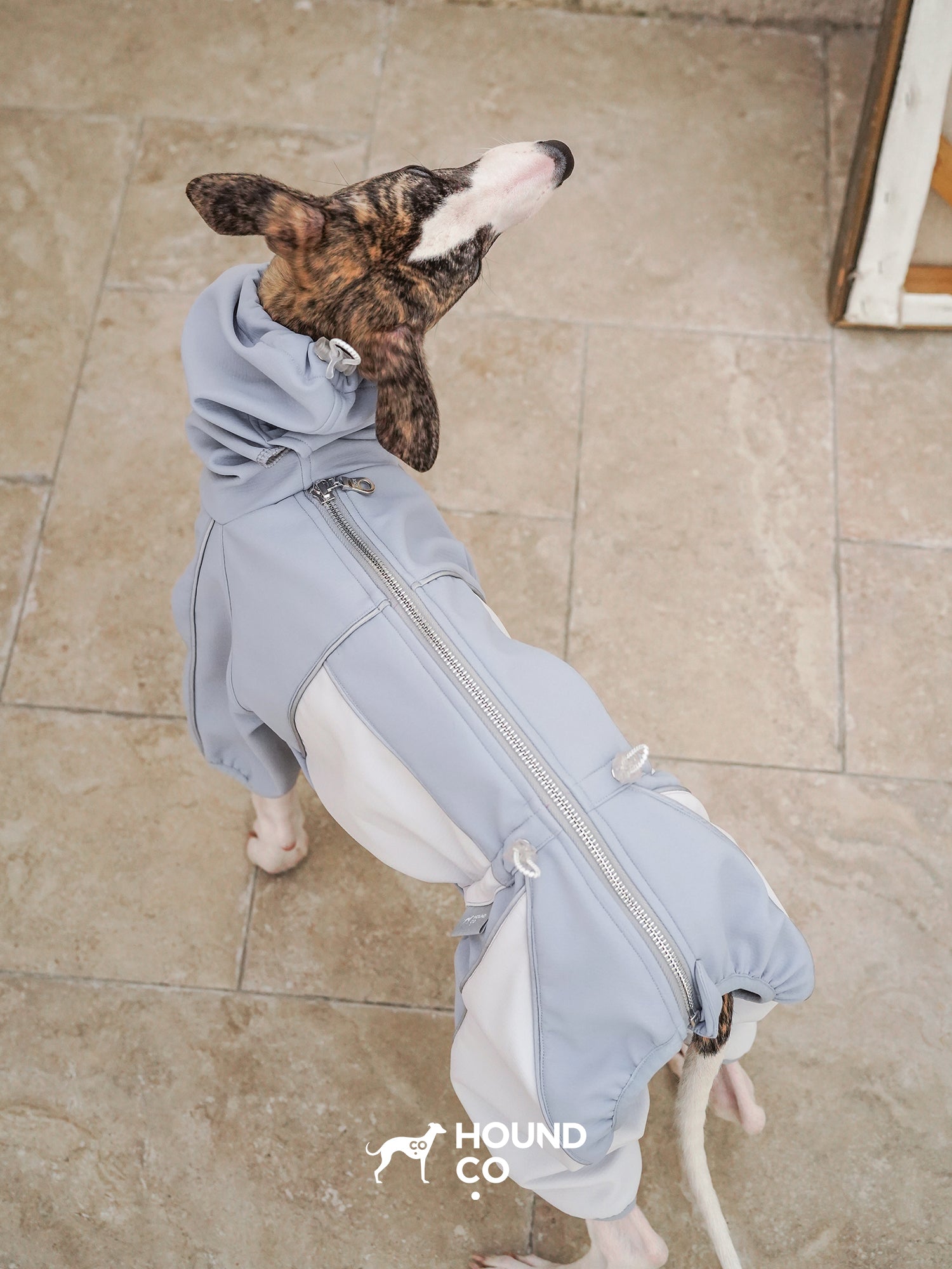 Overhead view highlighting the back zipper and panel construction of a performance dog onesie worn by a sighthound