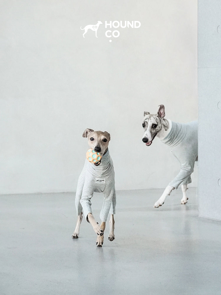 Sighthound running indoors while wearing a striped cotton dog pajama, demonstrating stretch and freedom of movement
