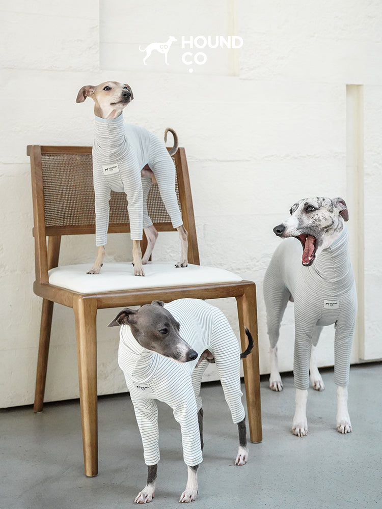 Three sighthounds wearing striped cotton dog pajamas indoors, standing and resting around a wooden chair in a calm home setting
