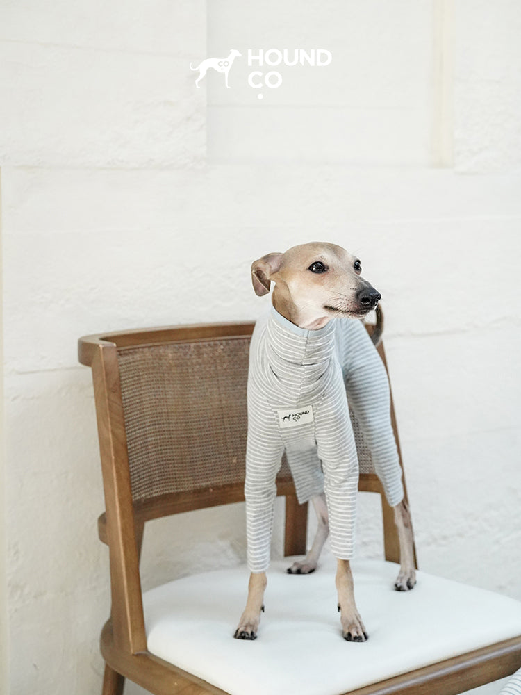 Sighthound standing on a chair while wearing a striped cotton pajama, highlighting the slim-bodied fit and full-leg coverage
